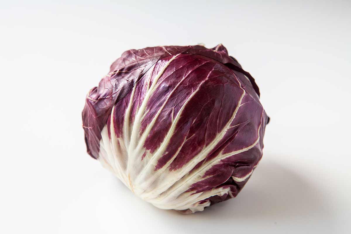 Čekanka radicchio