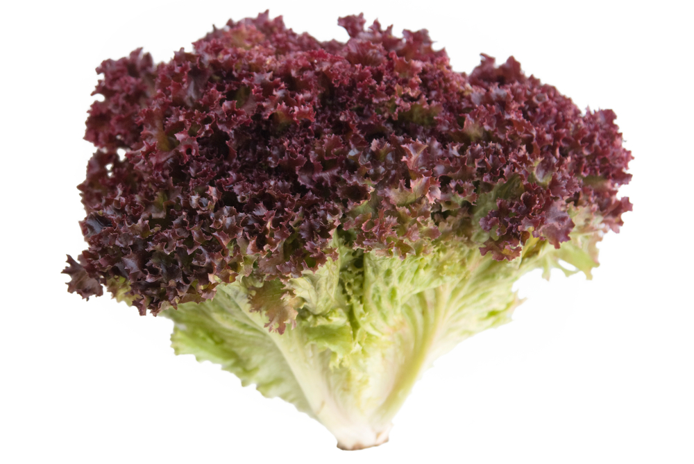Salát lollo rosso