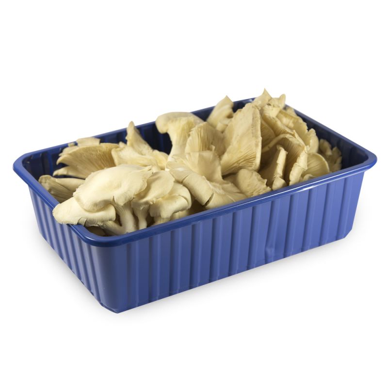 Hlíva ustřičná bal. 200g